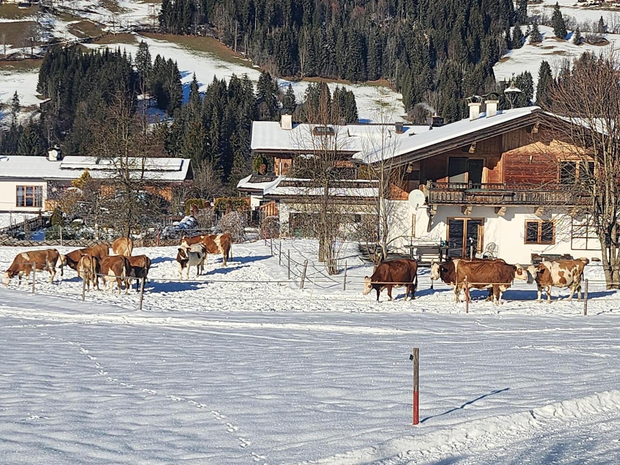 Pension Woetzinghof Kirchberg in Tirol Exterior foto